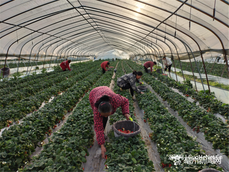 附近的群眾在草莓園里務(wù)工