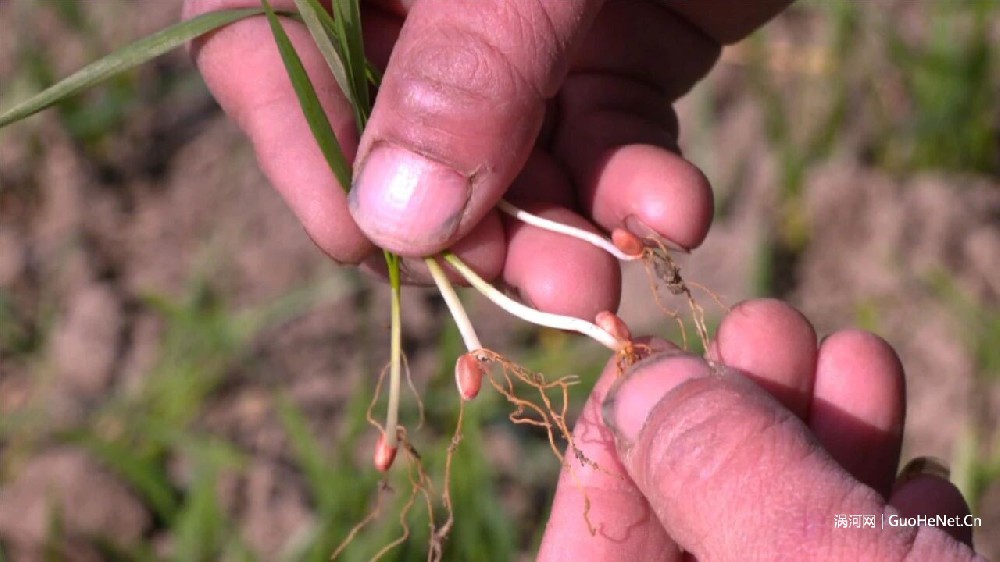 農(nóng)技專家為麥苗“把脈”