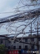 渦陽(yáng)下雪啦？樹枝上的霧淞好漂亮，看著卻讓人鬧心