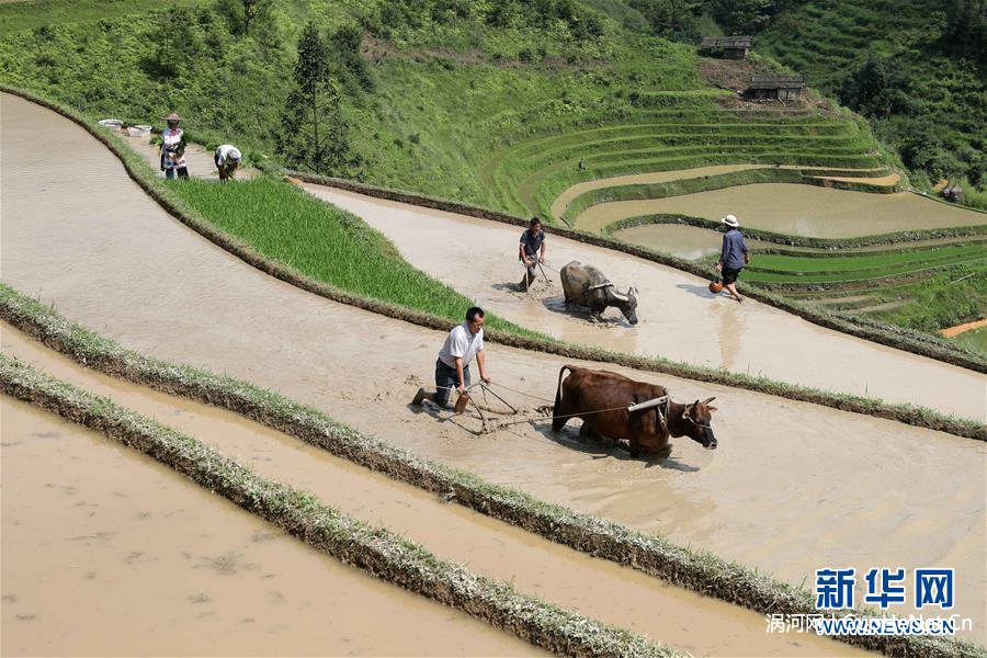 #（經(jīng)濟）（3）夏日農(nóng)忙